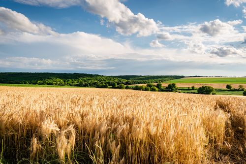 Free Expansive wheat field with lush greenery in the distance under a bright blue sky. Stock Photo