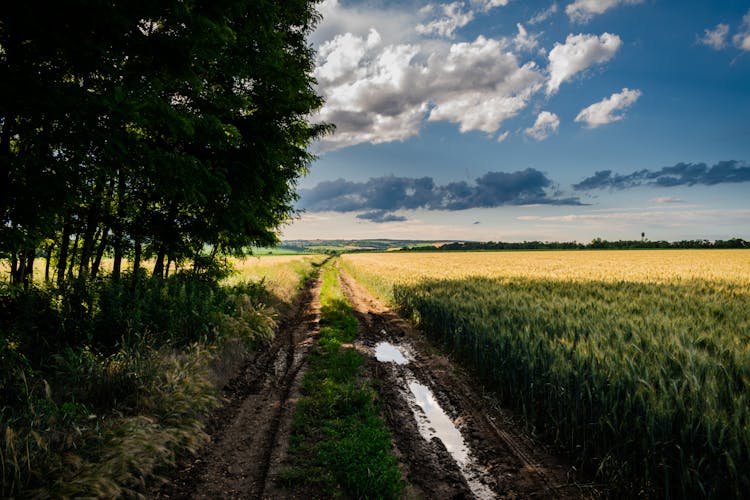 Muddy Trail Beside Wheat Field