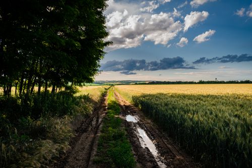 Free Beautiful rural landscape with a muddy trail through lush wheat fields under a vibrant blue sky. Stock Photo