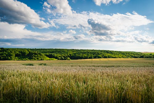 Gratis stockfoto met akkerland, blauwe lucht, landbouw