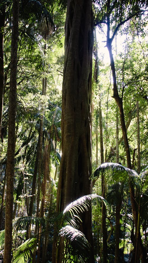 叢林, 垂直拍摄, 天性 的 免费素材图片