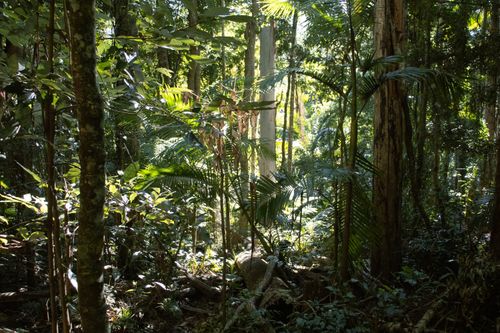 Free Vibrant tropical forest featuring lush greenery and sunlight filtering through the canopy. Stock Photo