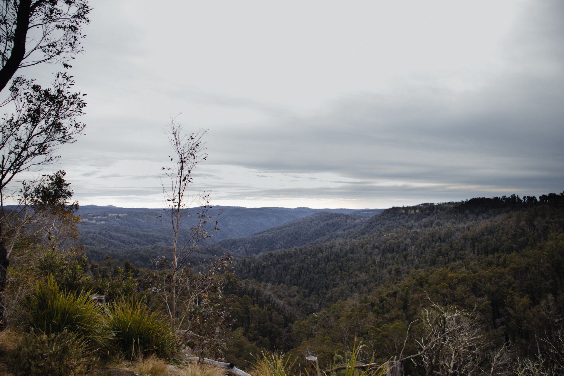 Quiet bushland under an overcast sky