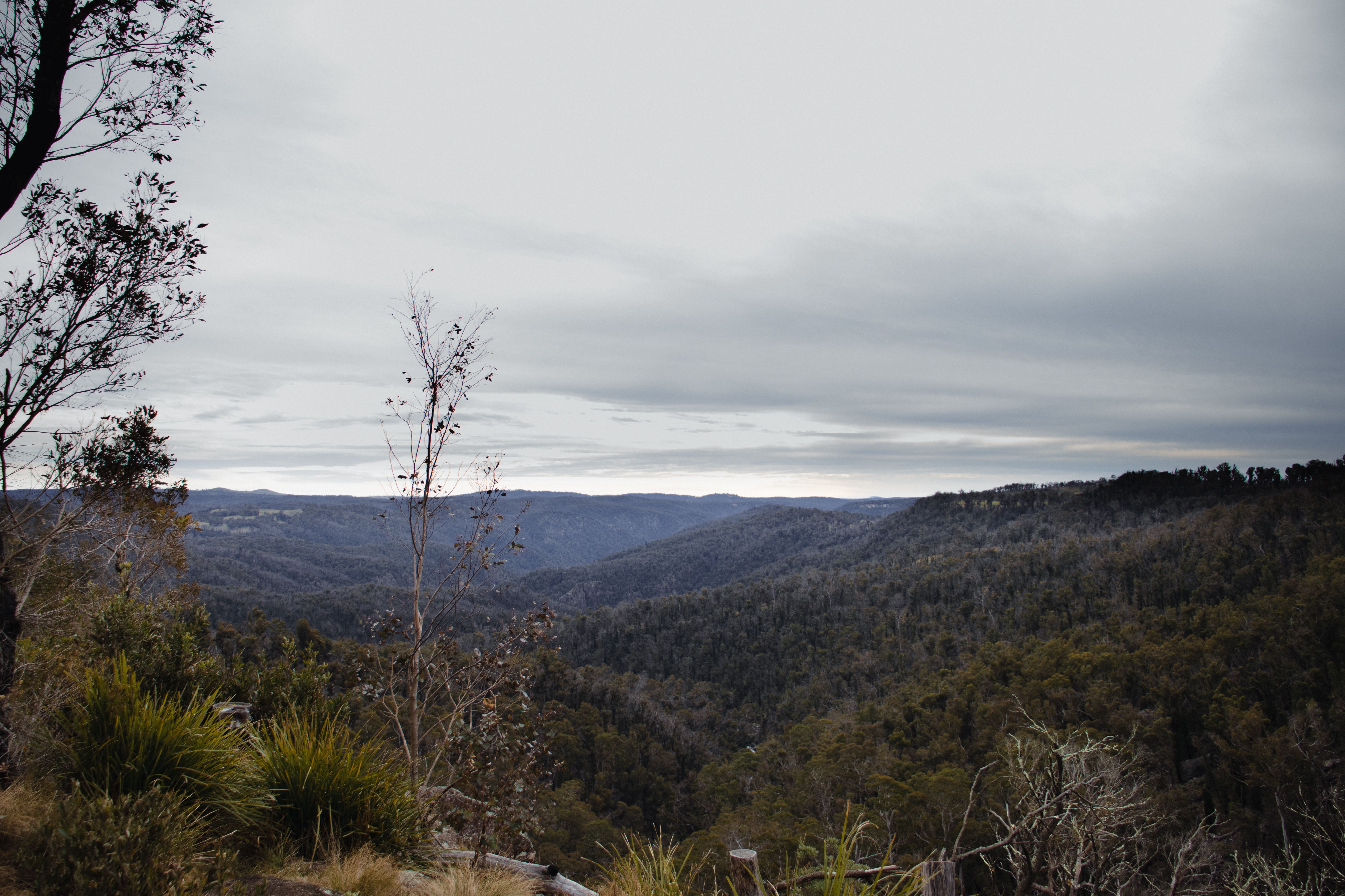 Brown Trees on Mountain · Free Stock Photo