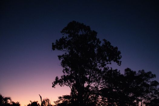 A dramatic silhouette of trees set against a stunning purple sky at twilight.