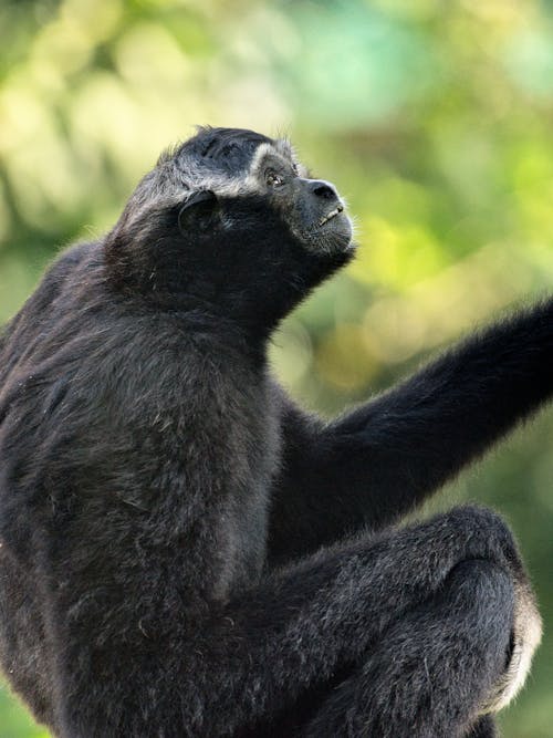 Close-Up Shot of a Monkey 