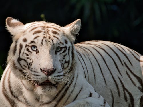 Close-Up Shot of a White Tiger