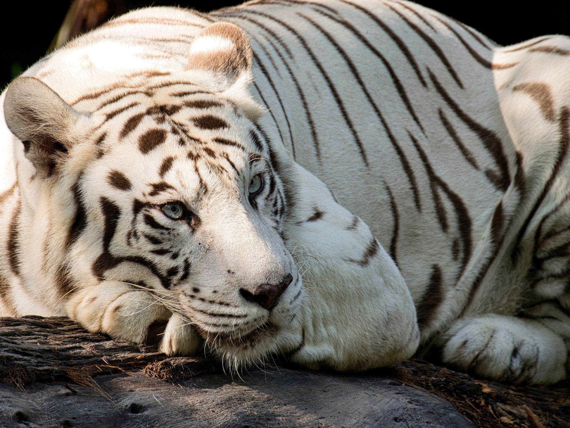 Serene white Bengal tiger resting on a rock in natural light, showcasing its striking fur pattern.