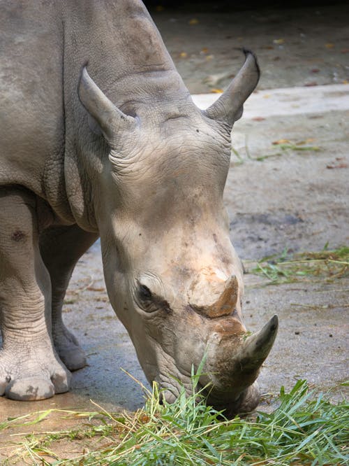 A Gray Rhinoceros Eating Grass