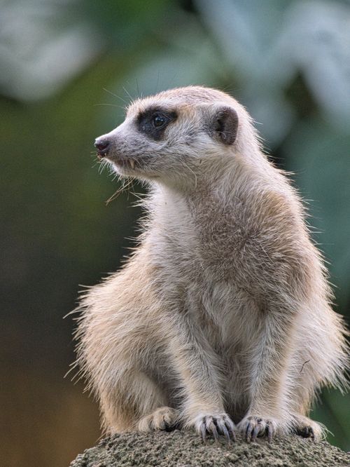 Free Close-up of a meerkat sitting on a rock in its natural habitat. Stock Photo