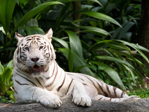 White Tiger Lying on the Ground