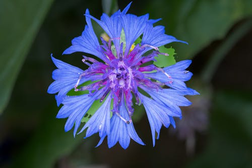 Kostnadsfri bild av blå blomma, blomning, flora