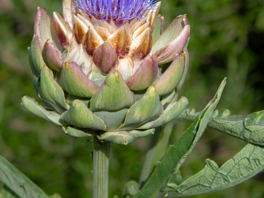 Photo by Siegfried Poepperl