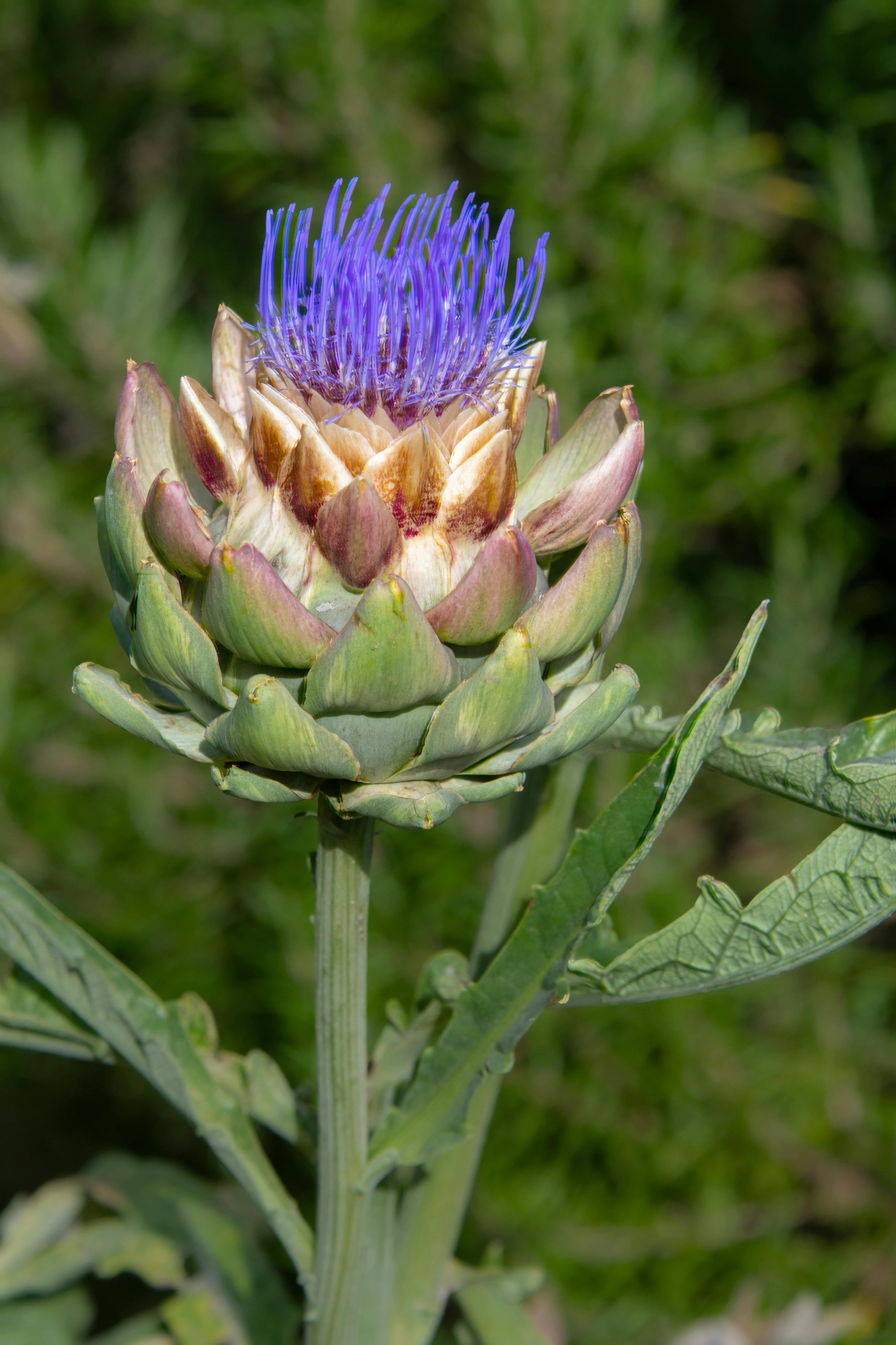 Close Up Photo of Purple Flowers · Free Stock Photo