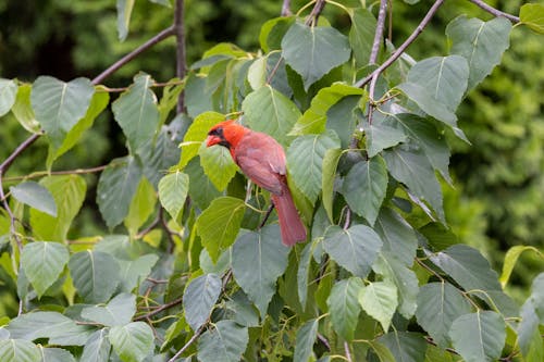 Northern Cardinal Bird on Green Plant