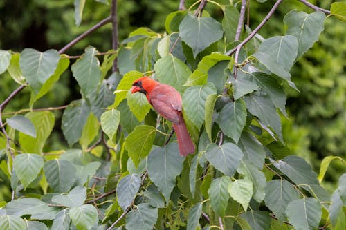 Photos gratuites de animal, aviaire, branche