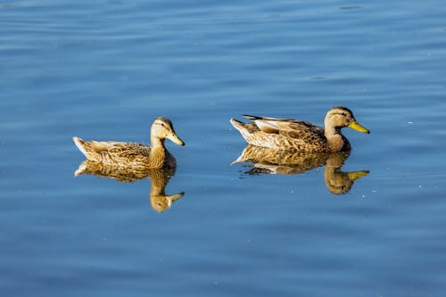 Wild Ducks on the Lake