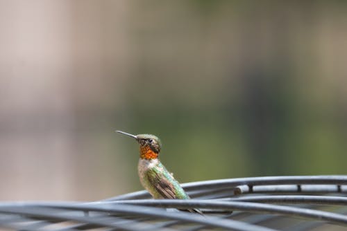 Close-Up Shot of a Green and Brown Humming Bird