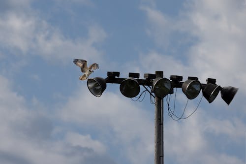 Бесплатное стоковое фото с птица, уличный фонарь, фонарный столб