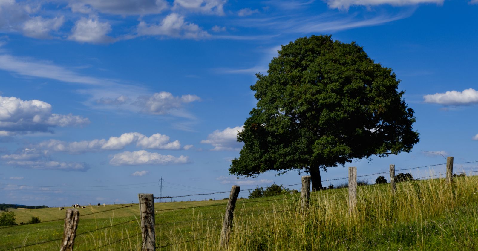 Témoin de nos routes