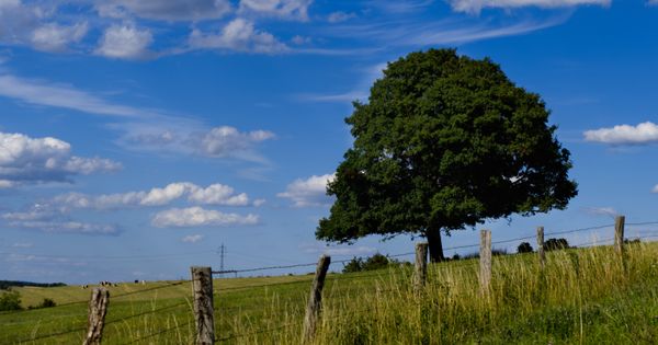 Témoin de nos routes