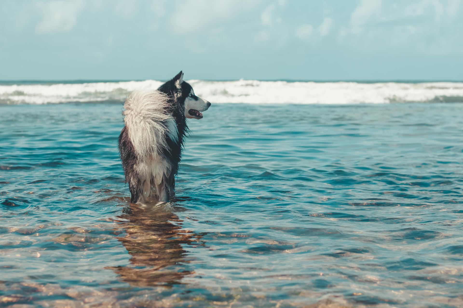 En Alaskan Malamute på stranden