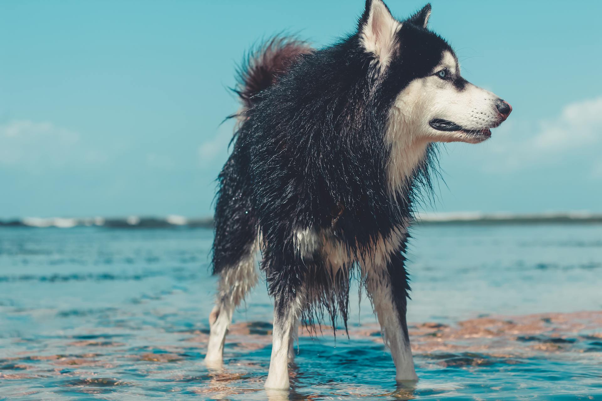 En Alaskan Malamute på stranden