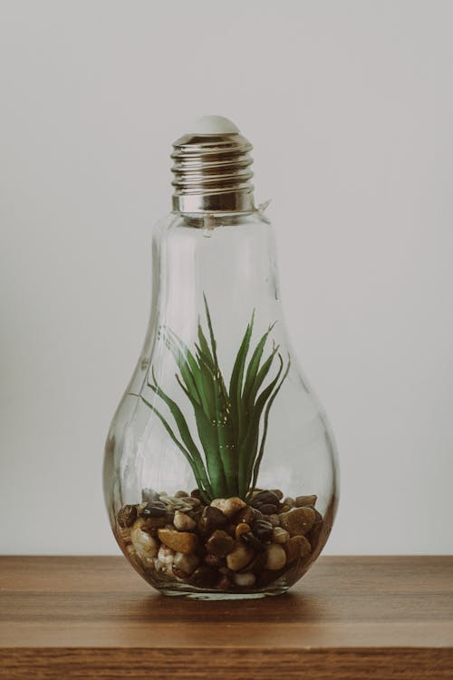 Green Plant in Light Bulb