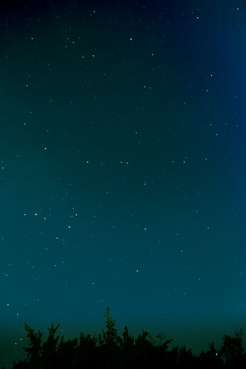 Free A serene view of a star-filled night sky with silhouetted trees in the foreground. Stock Photo