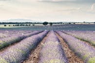 广阔的田野上薰衣草盛开，一直延伸到地平线，捕捉着大自然的宁静之美