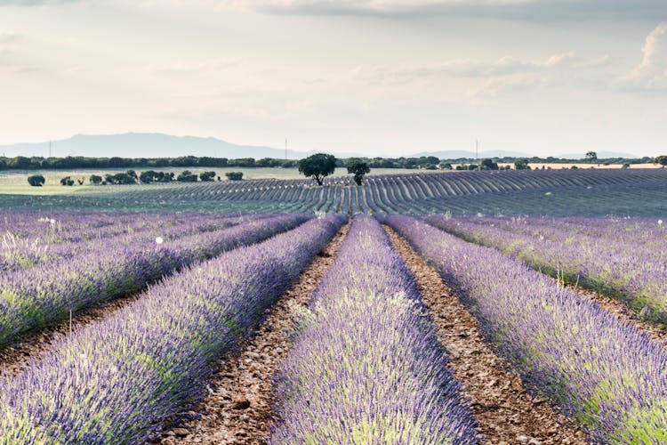 Lavender Flower Field