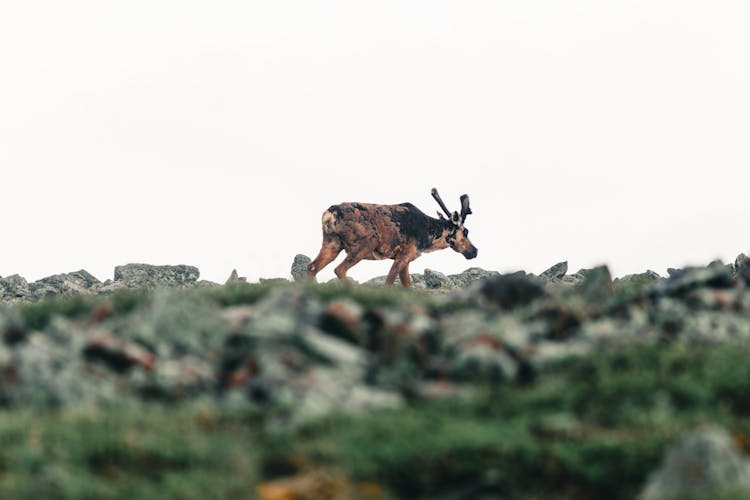 My First Wild Caribou Spotting