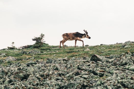 Captivating shot of a reindeer traversing rocky wilderness in Quebec, Canada.