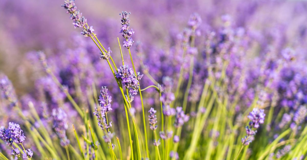 Lavender