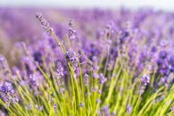 乡村田野里，充满活力的熏衣草花盛开着，捕捉到了夏季的精髓