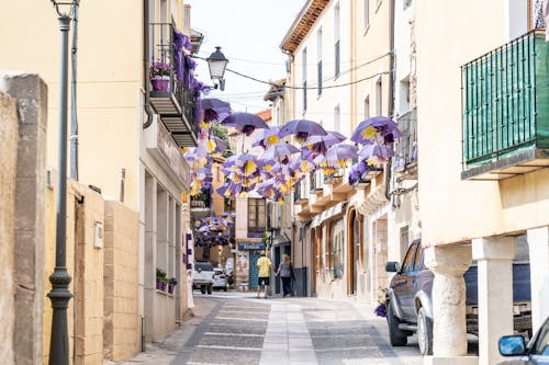 Purple Umbrellas Lining on Top of Grey Concrete Road