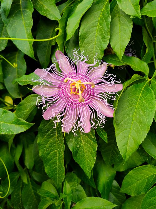 Free A striking pink passionflower in full bloom, captured in detail among lush green leaves. Stock Photo