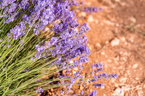 Cluster of Purple Flowers