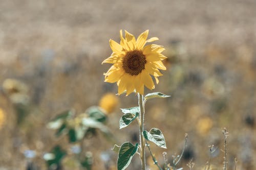 Fotobanka s bezplatnými fotkami na tému flóra, hĺbka ostrosti, hracie pole