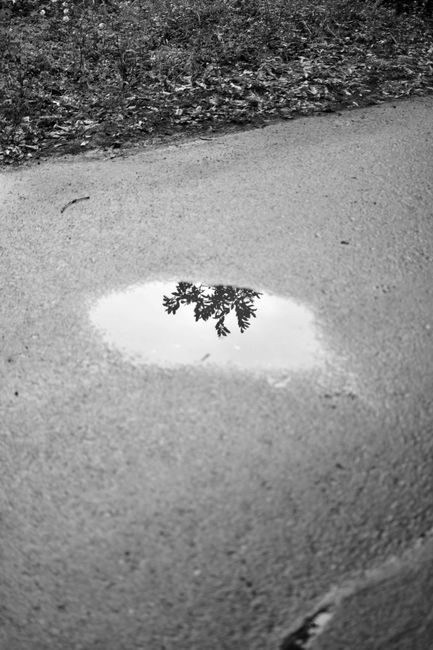 Black and white photo of tree reflection in a puddle on concrete pavement. Calm and introspective.
