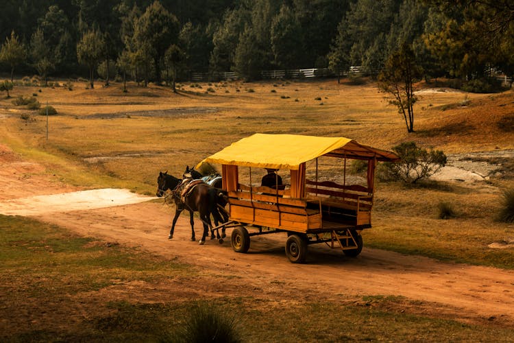 A Person In A Horse Drawn Wagon