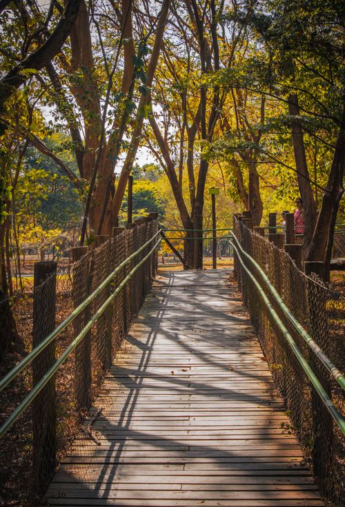 Free Scenic wooden bridge in a sunny forest in São Paulo, perfect for outdoor exploration. Stock Photo