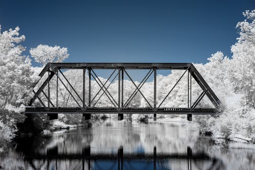 Fotos de stock gratuitas de arboles, cielo limpio, fondo de pantalla