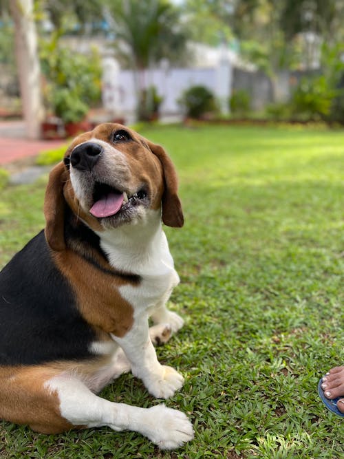 Ingyenes stockfotó beagle, kutya témában