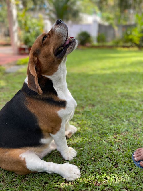 Ảnh lưu trữ miễn phí về chó, chó beagle