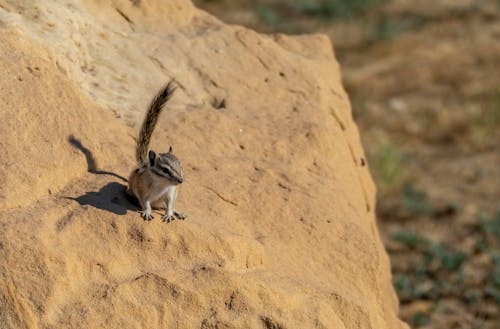 Free stock photo of animal, chipmunk, cute