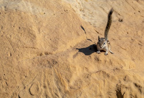 Free stock photo of animal, chipmunk, cute