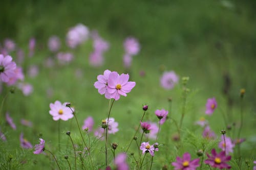 A Purple Flowers in Full Bloom