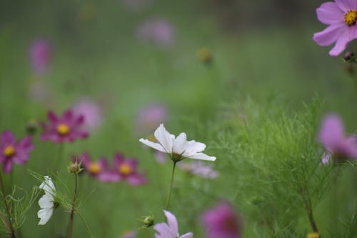 Fotobanka s bezplatnými fotkami na tému biely kvet a zeleň, bokeh efekt, kodaikanal kvety
