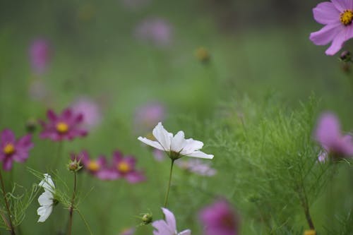 White Flower